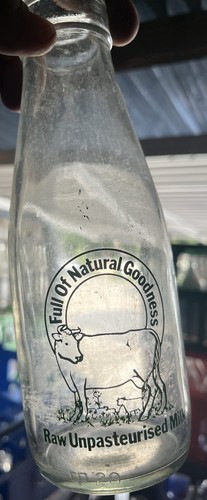 Nice cow and calf milk - cow,