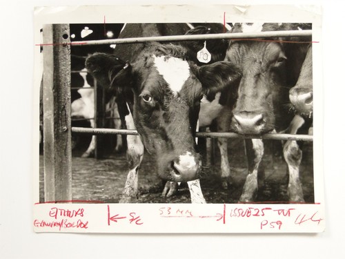 Cows royal highland show - highland,