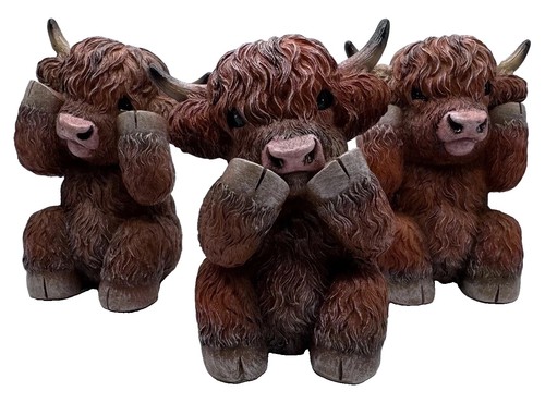 Three wise highland - highland, cows