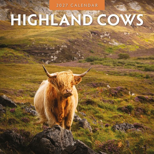 Highland cows 2027 - cows, square