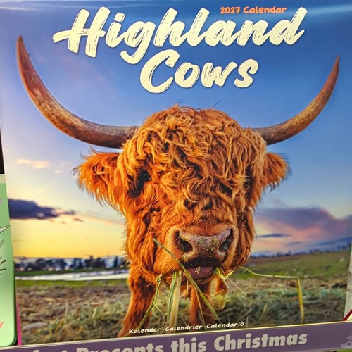Highland cows 2027 - highland,