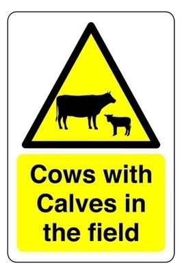 Cows with calves the - calves, in