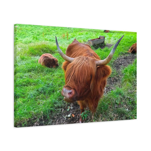 Scottish highland cows - highland, in