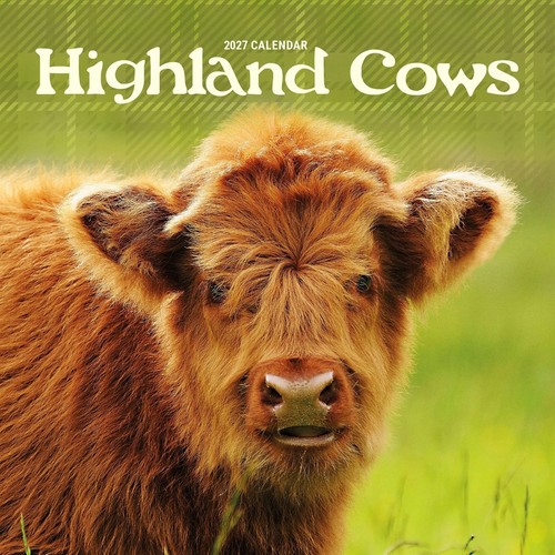 Highland cows mini calendar - mini,