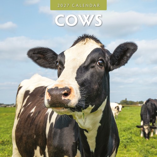 Cows 2027 square wall - 2027, calendar