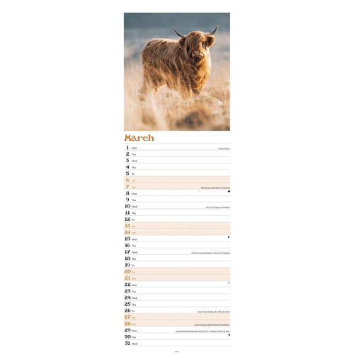 Highland cows slim calendar - highland,